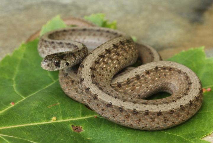 DeKay's Brown Snake
